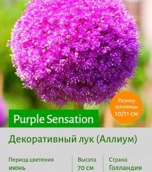  Аллиум (Allium) Purple Sensation